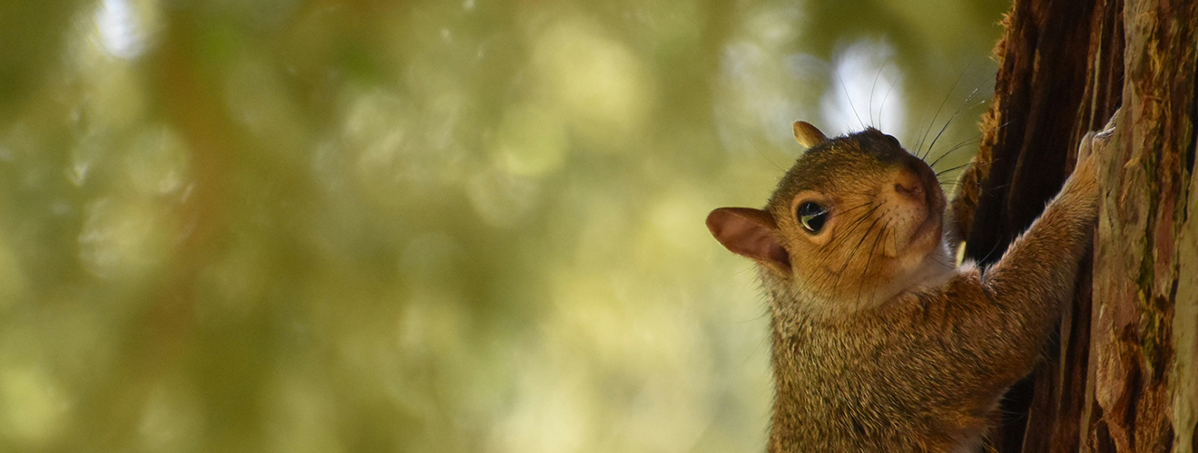 BIODIVERSITY CONSERVATION-Guangdong Handar